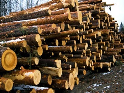 Εντείνονται τα φαινόμενα παράνομης υλοτομίας