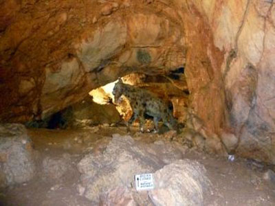 Η στικτή ύαινα των σπηλαίων «ξαναζεί» στο Κιλκίς