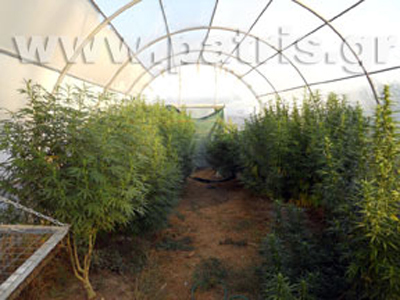 Ανακάλυψαν θερμοκήπιο κάνναβης