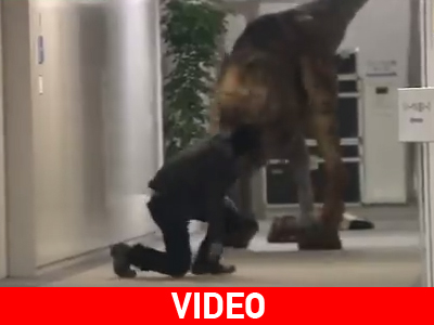 Δεινόσαυρος στην Ιαπωνία