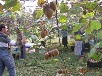 «Κίνημα» για φθηνά ακτινίδια στη Βέροια