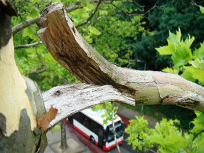 Η νόσος των πλατάνων εξαπλώνεται στην Ήπειρο