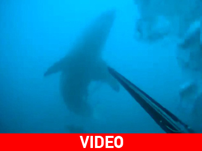 Ψαροντουφεκάς συναντά λευκό καρχαρία Ψαροντουφεκάς συναντά λευκό καρχαρία