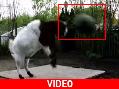 Η κατσίκα παίζει κεφαλιές