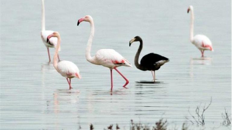 Στην Κύπρο εθεάθη το μοναδικό μαύρο φλαμίνγκο στον κόσμο