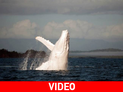 Είδαν τον «Moby Dick» στην ανατολική ακτή της Αυστραλίας