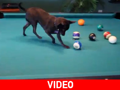 Το τσιουάουα που παίζει μπιλιάρδο