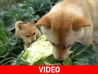 Τα σκυλιά και τα λάχανα