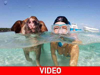Κολυμπώντας μαζί με τα… γουρούνια!