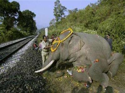 Καμερούν:Συνολικά  100 νεκροί ελέφαντες βρέθηκαν σε εθνικό πάρκο