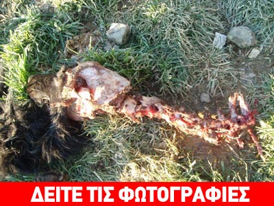 Φρίκη: Σκυλιά κανίβαλοι στο δημοτικό κυνοκομείο Καστοριάς