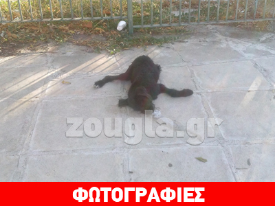 Άμφισσα: Φόλες με κυάνιο σπέρνουν τον θάνατο