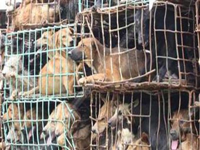 Ιωάννινα: Εμβολιασμοί σε σκύλους για λύσσα