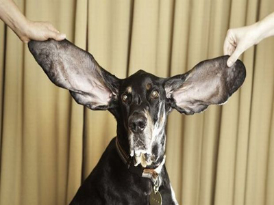 Ο σκύλος με τα μεγαλύτερα αυτιά στον κόσμο