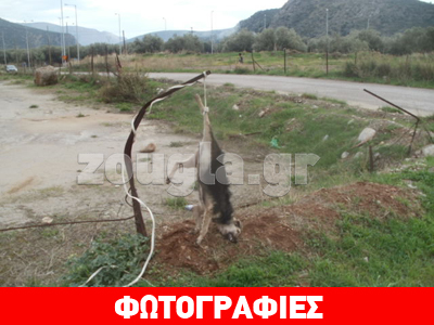 Φωκίδα: Κρέμασαν σκύλο και τον έκαναν στόχο