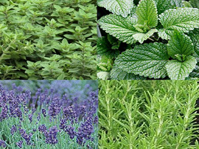 Ανοίγει ο δρόμος για τη δημιουργία καταλόγου φαρμακευτικών φυτών