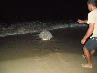 Καλαμάτα: Ο κόσμος και οι φωτογραφίες έδιωξαν τη θαλάσσια χελώνα