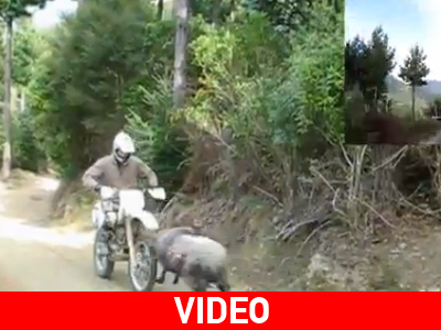 Επέστρεψε το θυμωμένο κριάρι