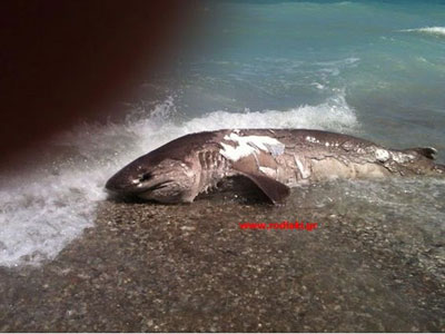 Καρχαριοειδές ξεβράστηκε στη Ρόδο