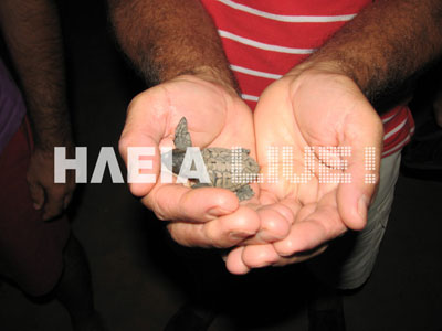 Πύργος: Γεννητούρια για τις caretta – caretta  στο Κατάκολο