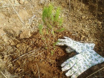 Δενδροφύτευση στη Ρόδο