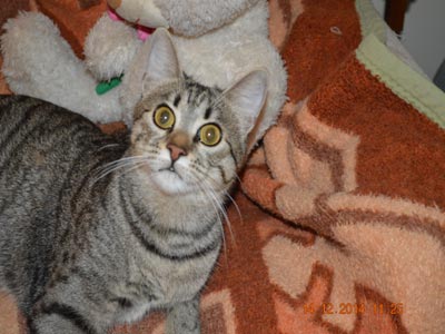 Xαρίζεται τρυφερή γατούλα