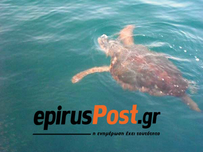 Χελώνα καρέτα-καρέτα στο λιμάνι της Πρέβεζας