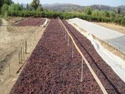 Εξαγωγές σταφίδας από την ΕΑΣ Ζακύνθου