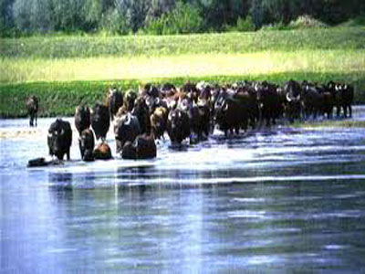 Επιχείρηση διάσωσης αγελάδων στον ποταμό Στρυμώνα