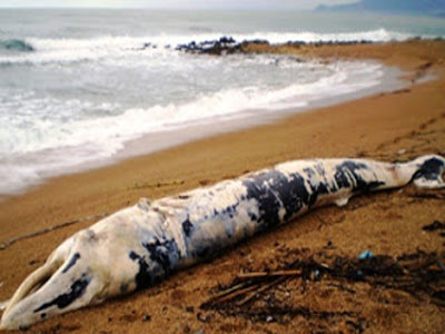 Πτεροφάλαινα ξεβράστηκε στις ακτές της Κυπαρισσίας