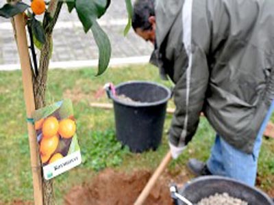 Κέρκυρα: Ο δήμος φυτεύει κουμ κουάτ