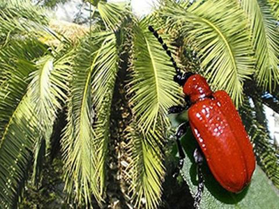 Το ρυγχωτό σκαθάρι εντοπίστηκε σε φοινικοειδή στο Μεσολόγγι