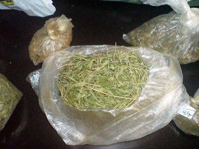 Μέγαρα: Μισό τόνο ακατέργαστης κάνναβης εντόπισαν οι Αρχές