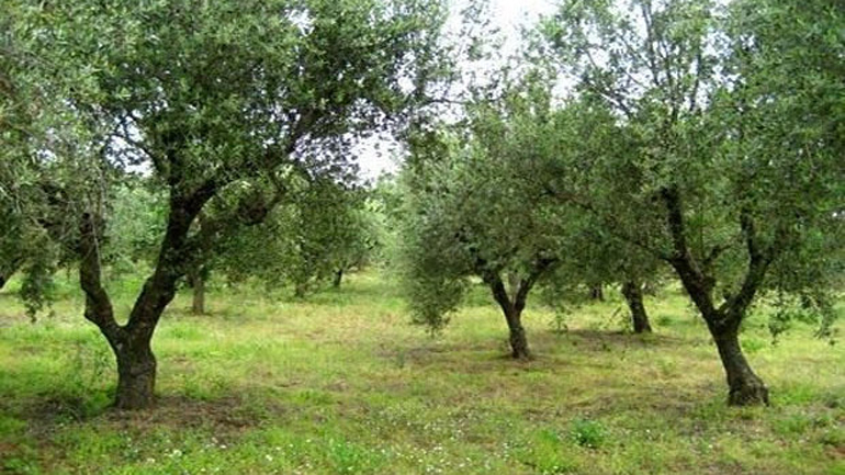 Η Πελοπόννησος τρέμει το βακτήριο των ελαιόδεντρων Η Πελοπόννησος τρέμει το βακτήριο των ελαιόδεντρων