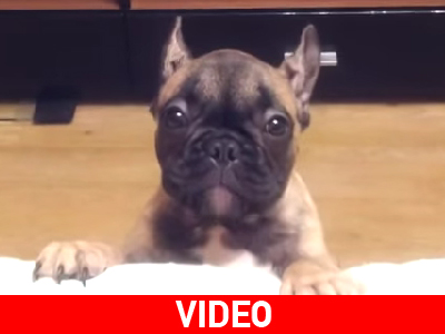 Το μοιρολόι του παραπονιάρη σκύλου