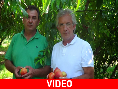 Σε απόγνωση οι αγρότες της Ημαθίας μετά το εμπάργκο της Ρωσίας