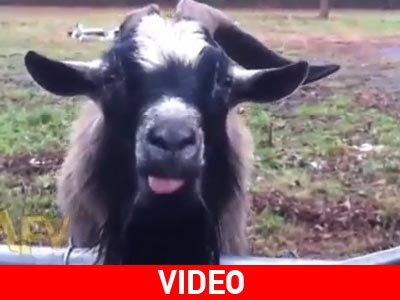 Η συγχυσμένη κατσίκα!
