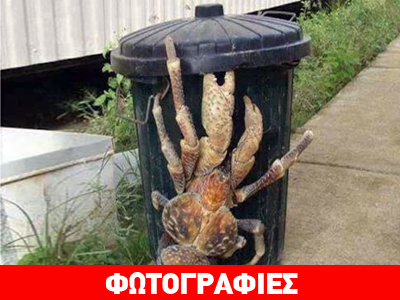 Καβούρι γίγας απειλή για τα κατοικίδια ζώα