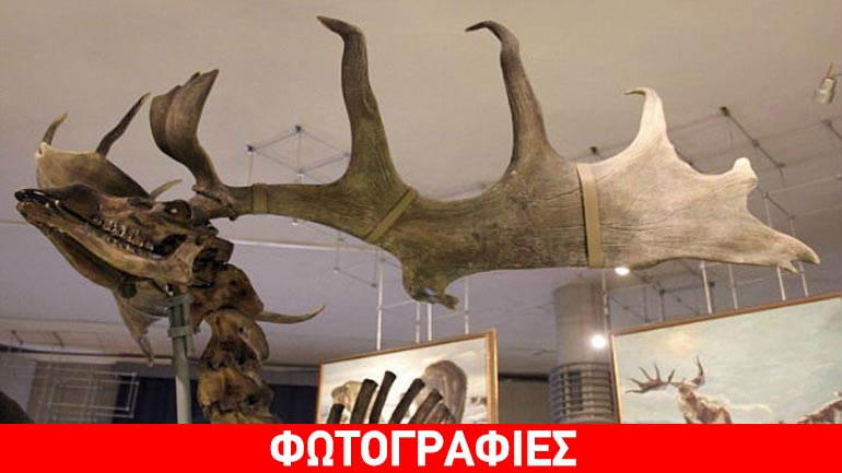 Σιβηρία: Εντοπίστηκαν οστά από γιγαντιαίο προϊστορικό ελάφι