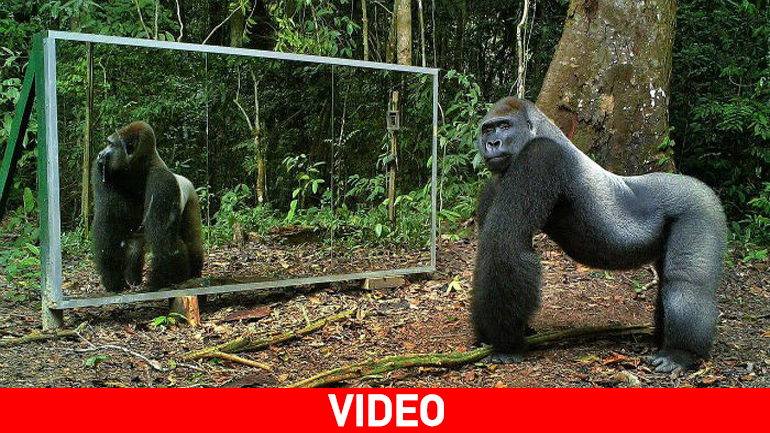 Πώς αντιδρούν άγρια ζώα βλέποντας τον εαυτό τους σε καθρέφτη;