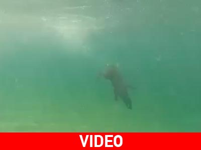 Tο Λαμπραντόρ που κάνει καταδύσεις