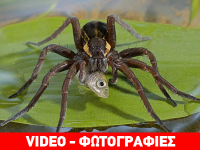 Βρήκαν αράχνες οι οποίες τρώνε ψάρια