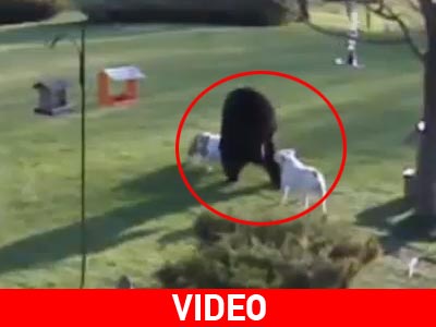 Γενναία μπουλντόγκ δεν διστάζουν μπροστά την αρκούδα