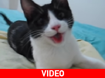 Το γατόσκυλο