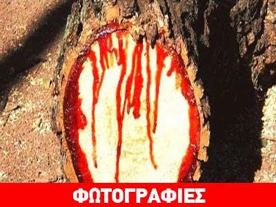 Το δέντρο που ματώνει όταν κόβεται