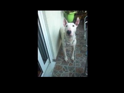 Χαρίζεται ο Τepy