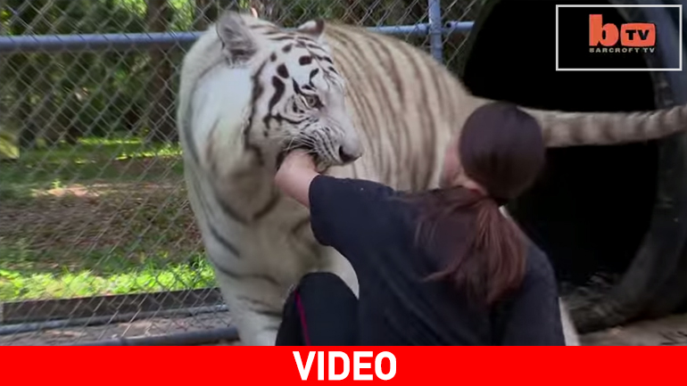 Στα σαγόνια της τίγρης