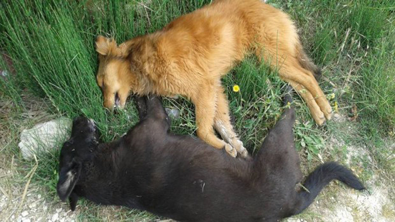 Δολοφονούν αδέσποτα ζώα στη Λευκάδα