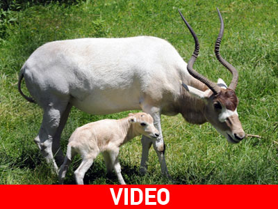 Σικάγο: Τα πρώτα βήματα της μικρής αντιλόπης