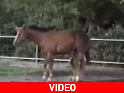 Ξέρει πώς να μαζεύει τα μήλα